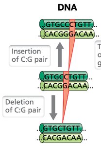 DNA slippage leading to insertion or deletion