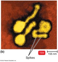 Morphology of an Enveloped Helical Virus