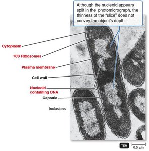 Structure of a prokaryotic cell with cell wall and capsule