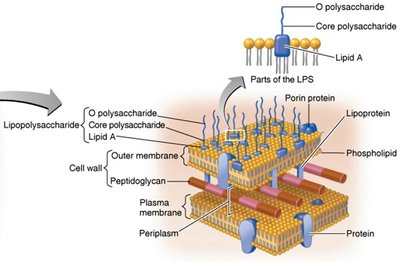 Gram-negative cell wall structure