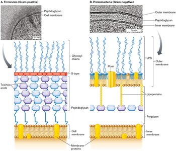 Cell envelope: Gram-positive and Gram-negative comparison