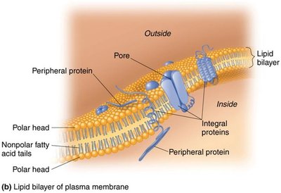 Lipid bilayer of plasma membrane