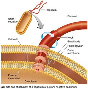 Structure and attachment of a bacterial flagellum