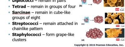 Shapes and arrangements of cocci