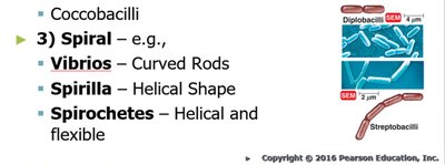 Shapes and arrangements of bacilli and spiral bacteria