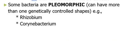 Monomorphic and pleomorphic bacteria