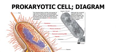 Diagram of prokaryotic cell