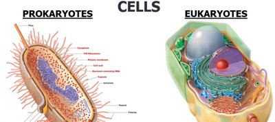 Diagram of prokaryotic and eukaryotic cells