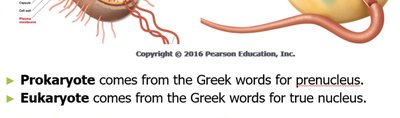 Origin of prokaryote and eukaryote terms