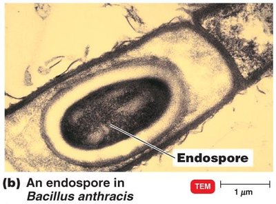 Endospore in Bacillus anthracis (TEM)