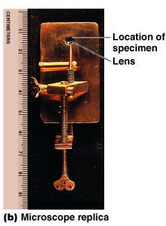 Replica of Leeuwenhoek's microscope