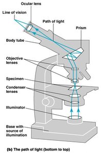 Diagram of the path of light in a compound microscope