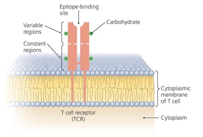 Structure of a T cell receptor (TCR)