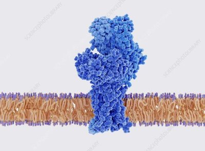 T cell receptor embedded in membrane