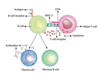 Structure of a B cell receptor (BCR)
