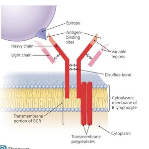 B-lymphocyte with BCRs