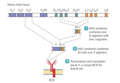 Antibody structure diagram