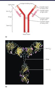 Diagram of antibody functions: neutralization, opsonization, agglutination, ADCC
