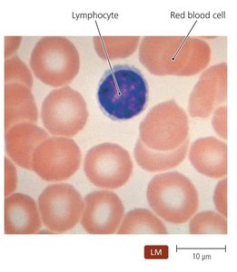 Lymphocyte among red blood cells