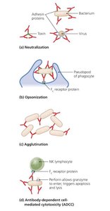 Cytokine signaling between cells