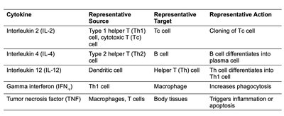 Tc cell recognizing virally infected cell via MHC I