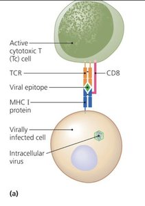 Perforin-granzyme and CD95 pathways of cytotoxic T cell killing