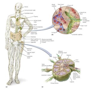 Diagram of the lymphatic system and lymph node structure