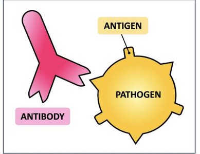 Antibody binding to antigen on a pathogen
