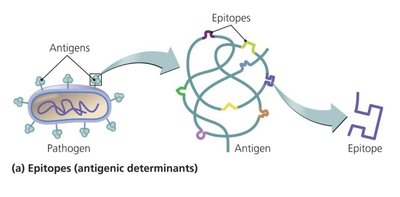 Diagram showing antigens, epitopes, and their relationship
