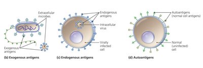 Exogenous, endogenous, and autoantigen diagrams