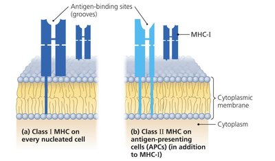 Class I and Class II MHC molecules on cell membranes