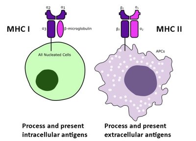 MHC I and MHC II: antigen processing and presentation