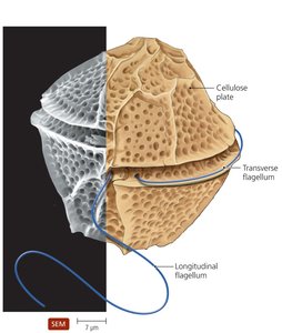 Gonyaulax dinoflagellate