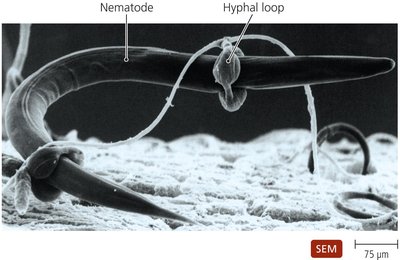 Fungal predation of nematode