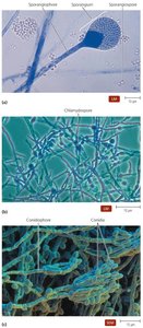 Asexual spores of molds