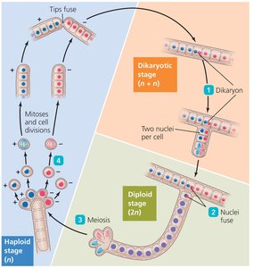 Sexual reproduction in fungi