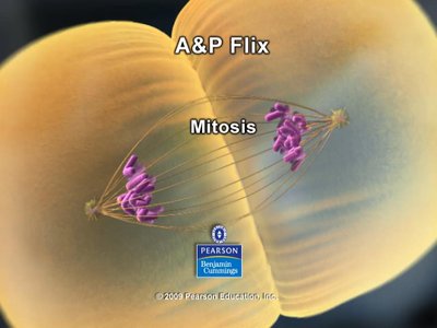 Mitosis process