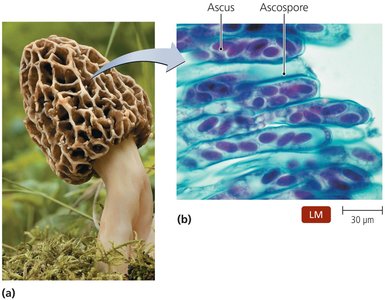 Ascocarps of morel