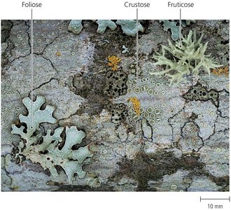 Lichen morphology
