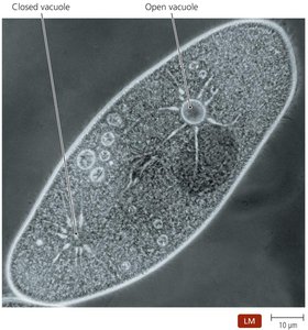 Contractile vacuoles in protozoa
