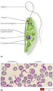 Euglenozoa representatives