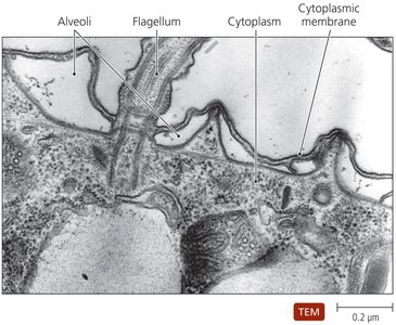 Alveoli in protozoa