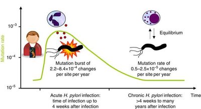 Mutation rate in acute vs chronic H. pylori infection