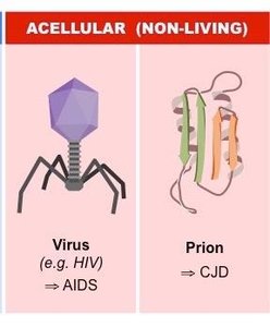 Acellular pathogens: Virus and Prion