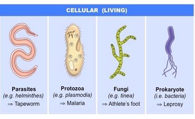 Cellular pathogens: Parasites, Protozoa, Fungi, Prokaryotes