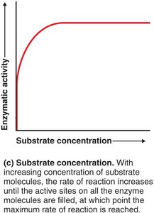 Effect of substrate concentration on enzyme activity