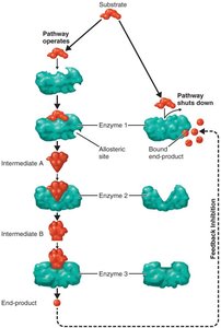 Feedback inhibition mechanism