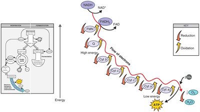 Electron transport chain diagram