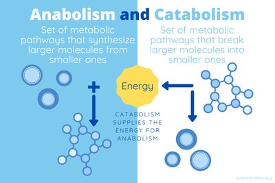 Anabolism and catabolism comparison