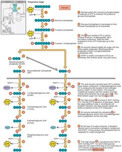Outline of glycolysis reactions